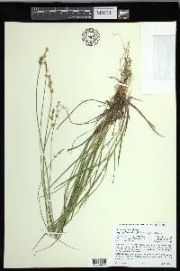 Carex echinata image