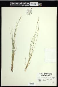 Carex echinata image