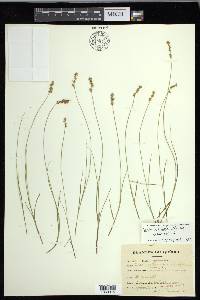 Carex echinata image