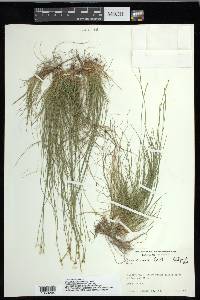 Carex eburnea image