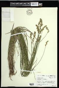 Carex festucacea image