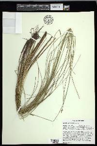 Carex exilis image