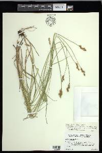 Carex festucacea image