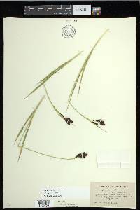 Carex epapillosa image