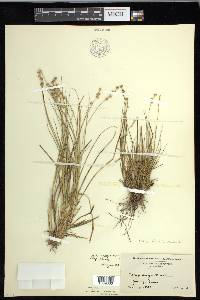 Carex echinata image