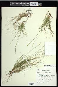 Carex eburnea image