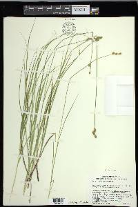 Carex festucacea image