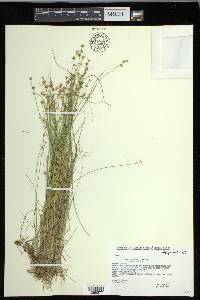 Carex echinata image