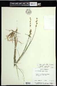 Carex echinata image