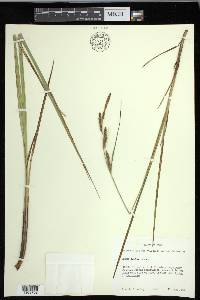 Carex emoryi image