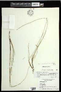 Carex exilis image