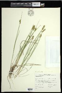 Carex echinata image