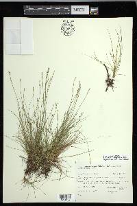 Carex eburnea image