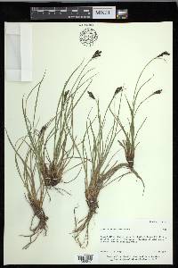 Carex eleusinoides image