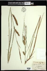 Carex exsiccata image