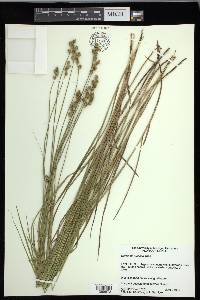 Carex festucacea image