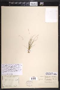 Carex eburnea image