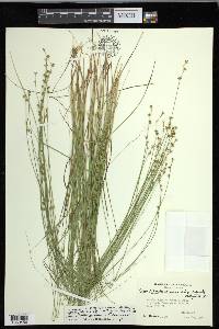 Carex echinata subsp. echinata image