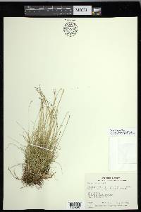 Carex eburnea image