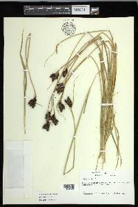 Carex epapillosa image