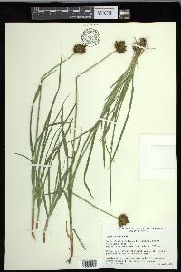 Carex ebenea image