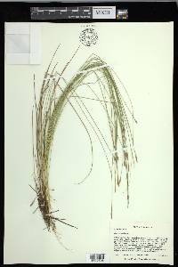 Carex exilis image