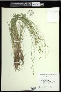 Carex echinata image