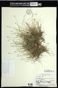 Carex eburnea image