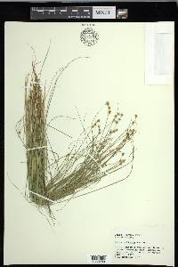 Carex echinata image