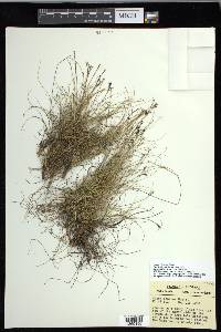 Carex eburnea image