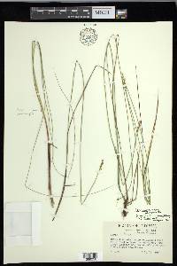 Carex echinata image