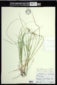 Carex festucacea image