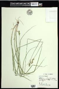 Carex festucacea image