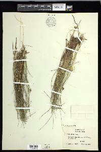 Carex exilis image