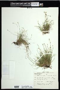 Carex eburnea image