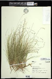 Carex eburnea image