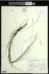 Carex echinata image