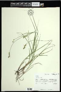 Carex festucacea image