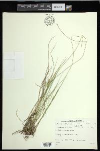 Carex echinata image