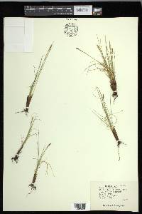 Carex elynoides image