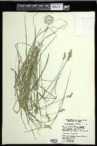 Carex festucacea image