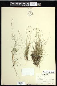 Carex eburnea image