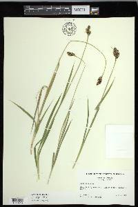 Carex epapillosa image