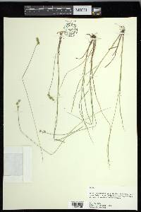 Carex echinata image