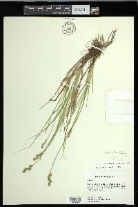 Carex festucacea image