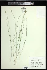 Carex echinata image