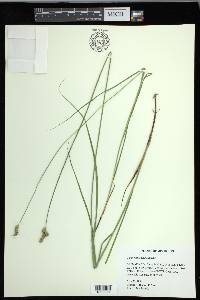 Carex festucacea image