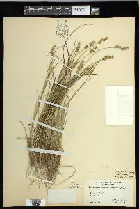 Carex echinata image