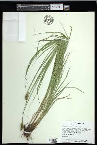 Carex festucacea image