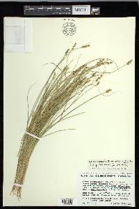 Carex echinata image